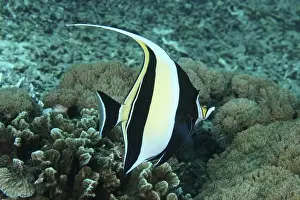 Diving Locations Prints: A tropical fish, halterfish (Zanclus cornutus)