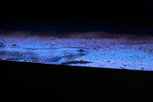 Cichlid Prints: Tropical fish on the sand of an aquarium tank seen up close