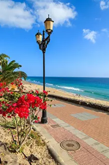 Morro Jable Prints: Tropical flowers on promenade along Jandia beach in Morro Jable with ocean view