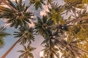 Images Dated 12th August 2022: Tropical forest trees background concept. Coconut palms and peaceful blue sky