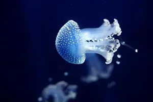 Phyllorhiza Punctata Prints: Tropical Jellyfish Phyllorhiza punctata white-spotted jellyfish aka floating bell