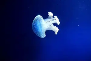 Phyllorhiza Punctata Prints: Tropical Jellyfish Phyllorhiza punctata white-spotted jellyfish aka floating bell