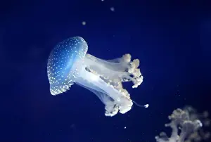 Phyllorhiza Punctata Prints: Tropical Jellyfish Phyllorhiza punctata white-spotted jellyfish aka floating bell