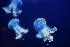 Phyllorhiza Punctata Prints: Tropical Jellyfish Phyllorhiza punctata white-spotted jellyfish aka floating bell