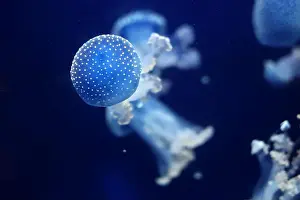 Phyllorhiza Punctata Prints: Tropical Jellyfish Phyllorhiza punctata white-spotted jellyfish aka floating bell