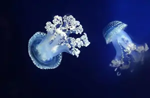 Phyllorhiza Punctata Prints: Tropical Jellyfish Phyllorhiza punctata white-spotted jellyfish aka floating bell