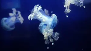 Phyllorhiza Punctata Prints: Tropical Jellyfish Phyllorhiza punctata white-spotted jellyfish aka floating bell