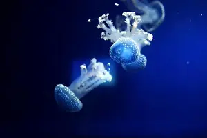 Phyllorhiza Punctata Prints: Tropical Jellyfish Phyllorhiza punctata white-spotted jellyfish aka floating bell