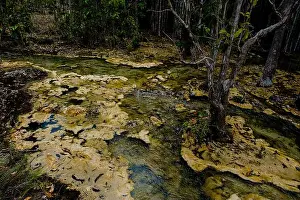 Amazon Prints: Tropical jungles of Southeast Asia in winter
