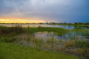 Lakeshore Prints: Tropical lake vegetation in southern swamp at sunset