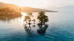 Tropical Paradise Prints: Tropical landscape with mangrove trees in blue sea and sunrise or sunset sunlight in Indonesia