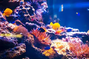Anemone Fish Prints: Tropical marine fish on a coral reef