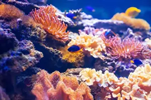 Anemone Fish Prints: Tropical marine fish on a coral reef