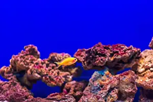 Anemone Fish Prints: Tropical marine fish on a coral reef