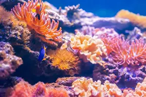 Anemone Fish Prints: Tropical marine fish on a coral reef