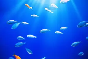 Anemone Fish Prints: Tropical marine fish on a coral reef