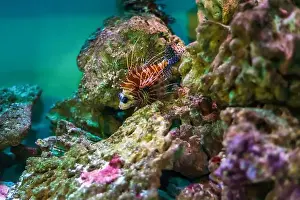 Anemone Fish Prints: Tropical marine fish on a coral reef