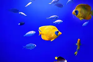 Anemone Fish Prints: Tropical marine fish on a coral reef