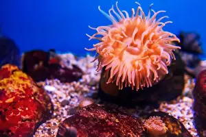 Anemone Fish Prints: Tropical marine fish on a coral reef