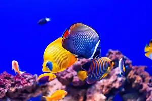 Anemone Fish Prints: Tropical marine fish on a coral reef