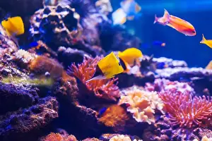 Anemone Fish Prints: Tropical marine fish on a coral reef