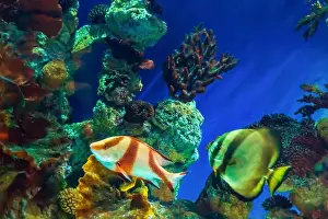 Anemone Fish Prints: Tropical marine fish on a coral reef