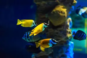Anemone Fish Prints: Tropical marine fish on a coral reef