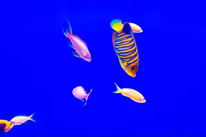 Anemone Fish Prints: Tropical marine fish on a coral reef
