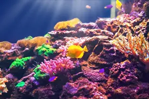 Anemone Fish Prints: Tropical marine fish on a coral reef