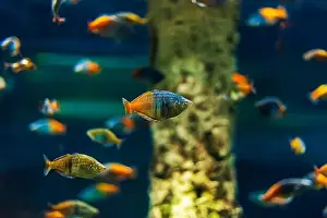 Anemone Fish Prints: Tropical marine fish in natural habitat