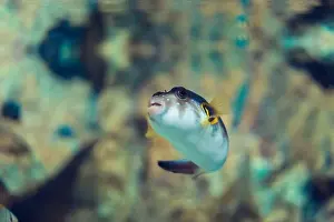 Anemone Fish Prints: Tropical marine fish in natural habitat