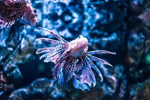 Anemone Fish Prints: Tropical marine fish in natural habitat