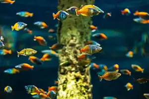 Anemone Fish Prints: Tropical marine fish in natural habitat