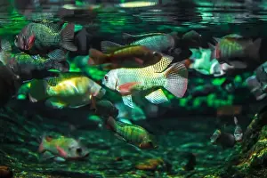 Anemone Fish Prints: Tropical marine fish in natural habitat