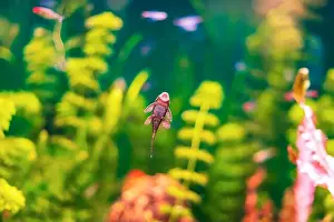 Anemone Fish Prints: Tropical marine fish stuck in natural habitat