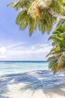 Images Dated 13th March 2019: Tropical nature beach, palm tree leaves over exotic seascape with summer vibes