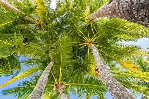 Tropical palms low angle view of fronds in breeze above against blue sky