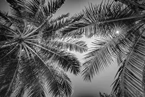 Tropical palms low angle view of fronds in breeze above against blue sky