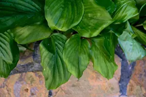 Natural Pattern Prints: Tropical plant foliage of Distichochlamys citrina showing broad green leaves