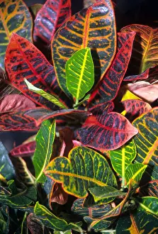 Hawaiian Prints: tropical plant red green leaves with obvious veins contrast