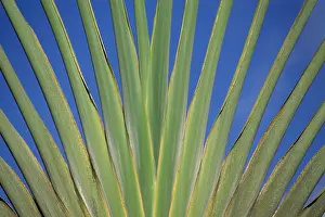 Verdant Prints: Tropical plant, Voyager tree, Ravenala madagascariensis