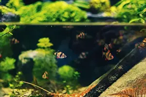 Anemone Fish Prints: Tropical sea fish in their natural habitat