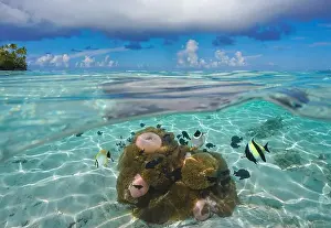 Anemone Prints: Tropical seascape, fish with sea anemones underwater in the lagoon of Huahine in French Polynesia