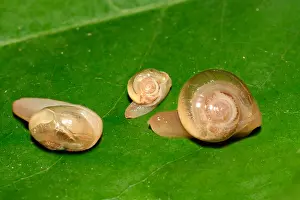 Snail Prints: Tropical snail juveniles Singapore