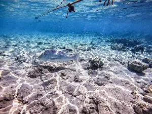 Lethrinus Nebulosus Prints: Tropical Spangled Emperor fish known as Lethrinus Nebulosus underwater at the coral reef