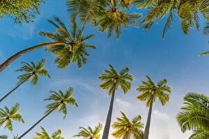 Images Dated 4th January 2017: Tropical trees background concept. Palm trees and blue sky, tranquil exotic nature