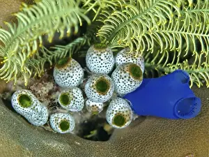 Ascidians Prints: Tropical underwater scene with robust reef sea squirt (Atriolum robustum)