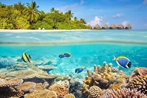 Images Dated 25th February 2014: Tropical underwater view with reef and fish, Maldives Island