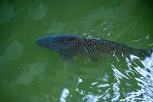 Catching Prints: Trout is feeding with food in the sunlight in the lake