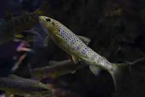 Angling Prints: Several trout swimming in calm water